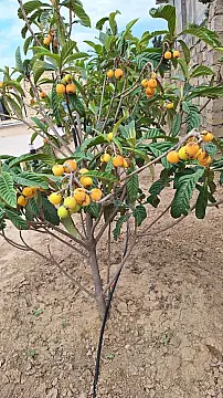 Kirayə verilir 4 otaqlı həyət evi 200 m²