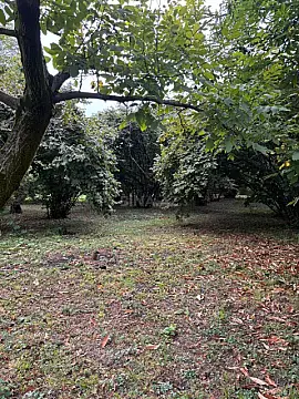 Satılır torpaq sahəsi 30 m² — Qəbələ 30.00 m²