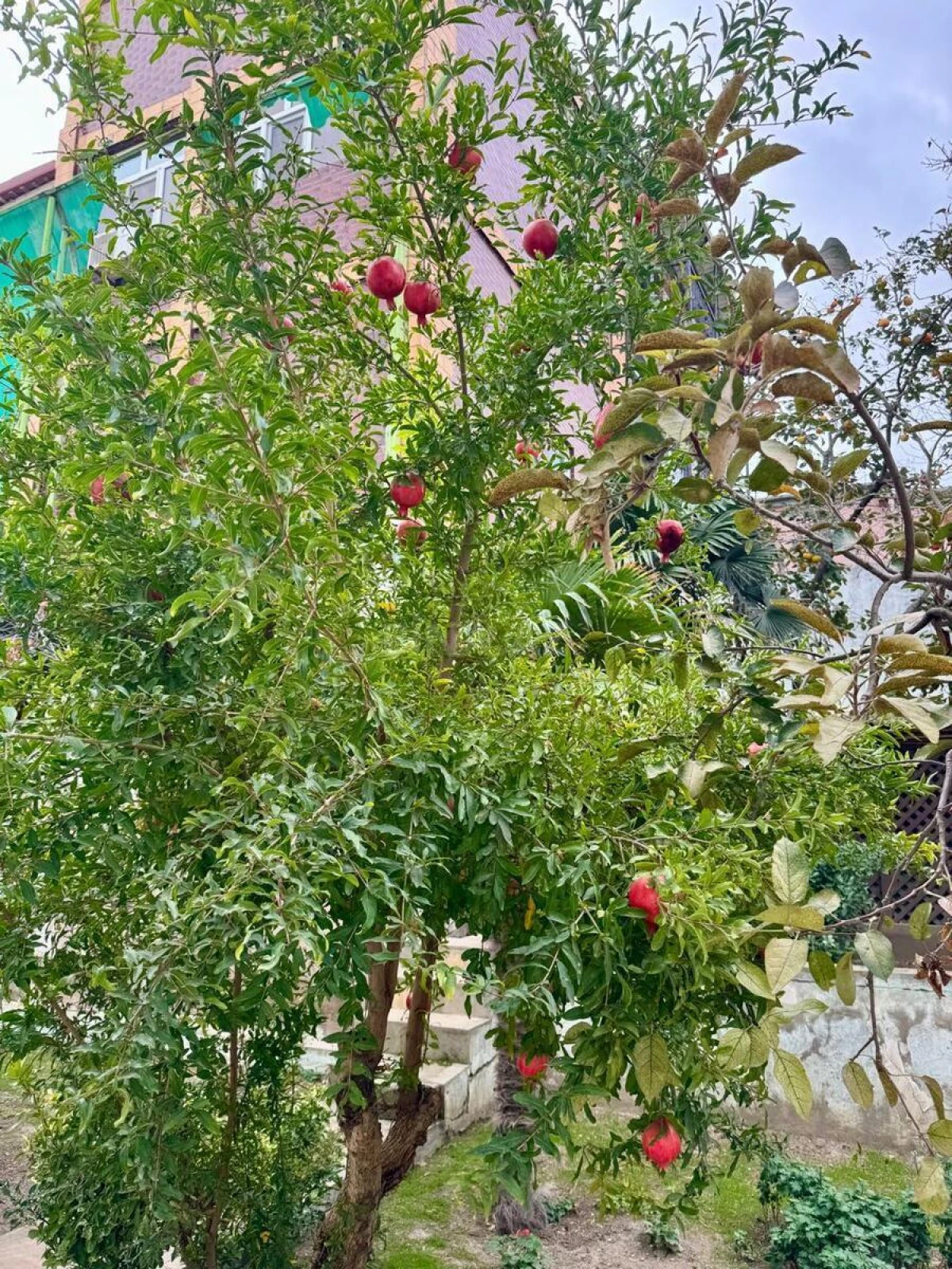 Satılır 5 otaqlı həyət evi 500 m²