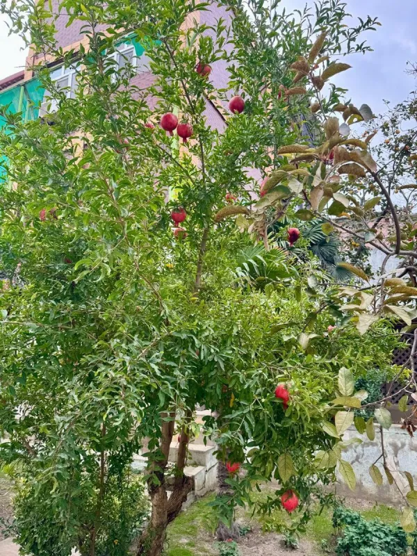 Satılır 5 otaqlı həyət evi 500 m²