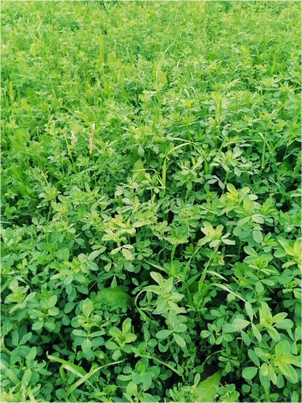 Satılır torpaq sahəsi 200 m²