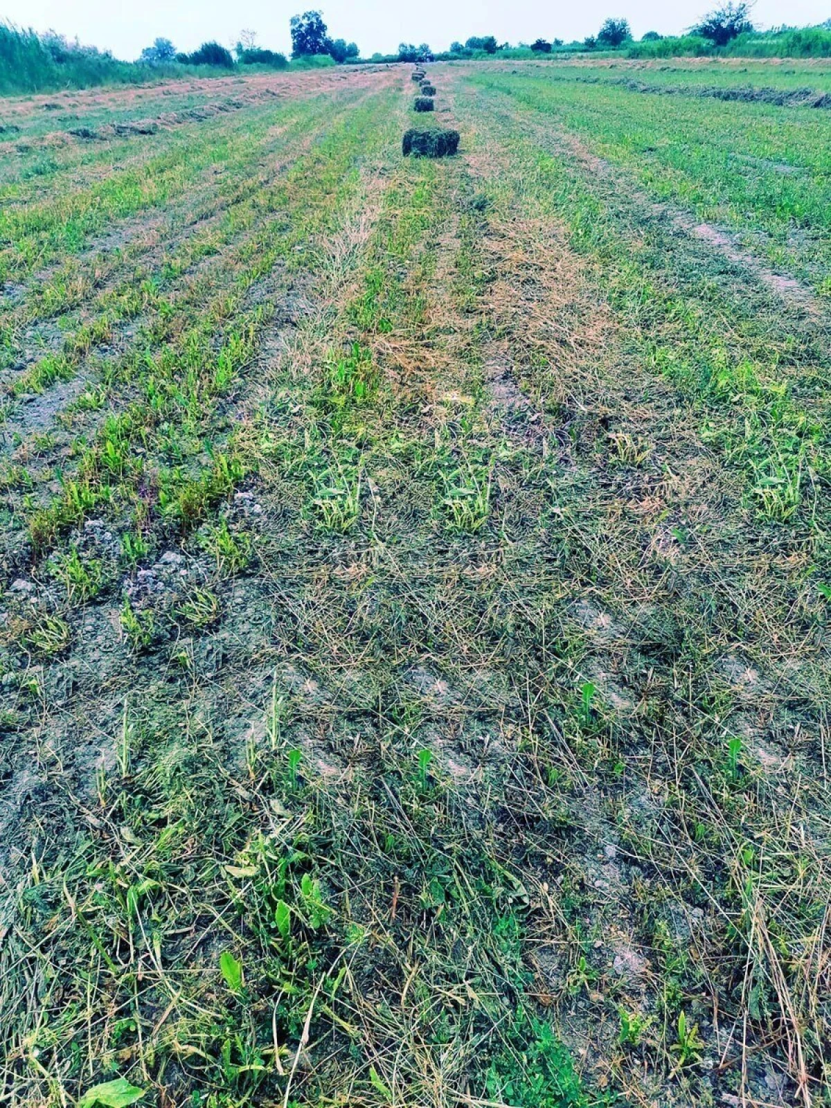 Satılır torpaq sahəsi 200 m²