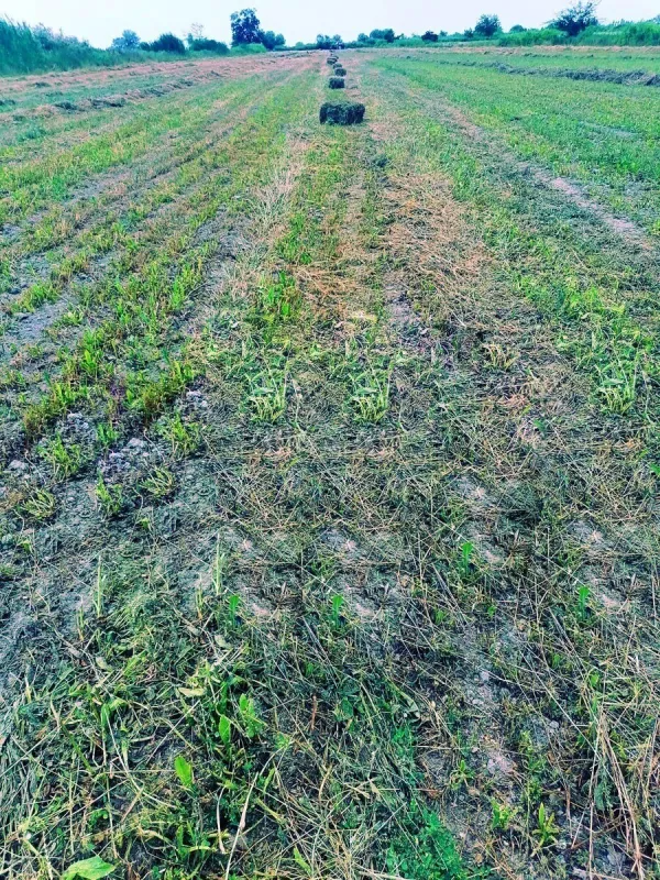 Satılır torpaq sahəsi 200 m²