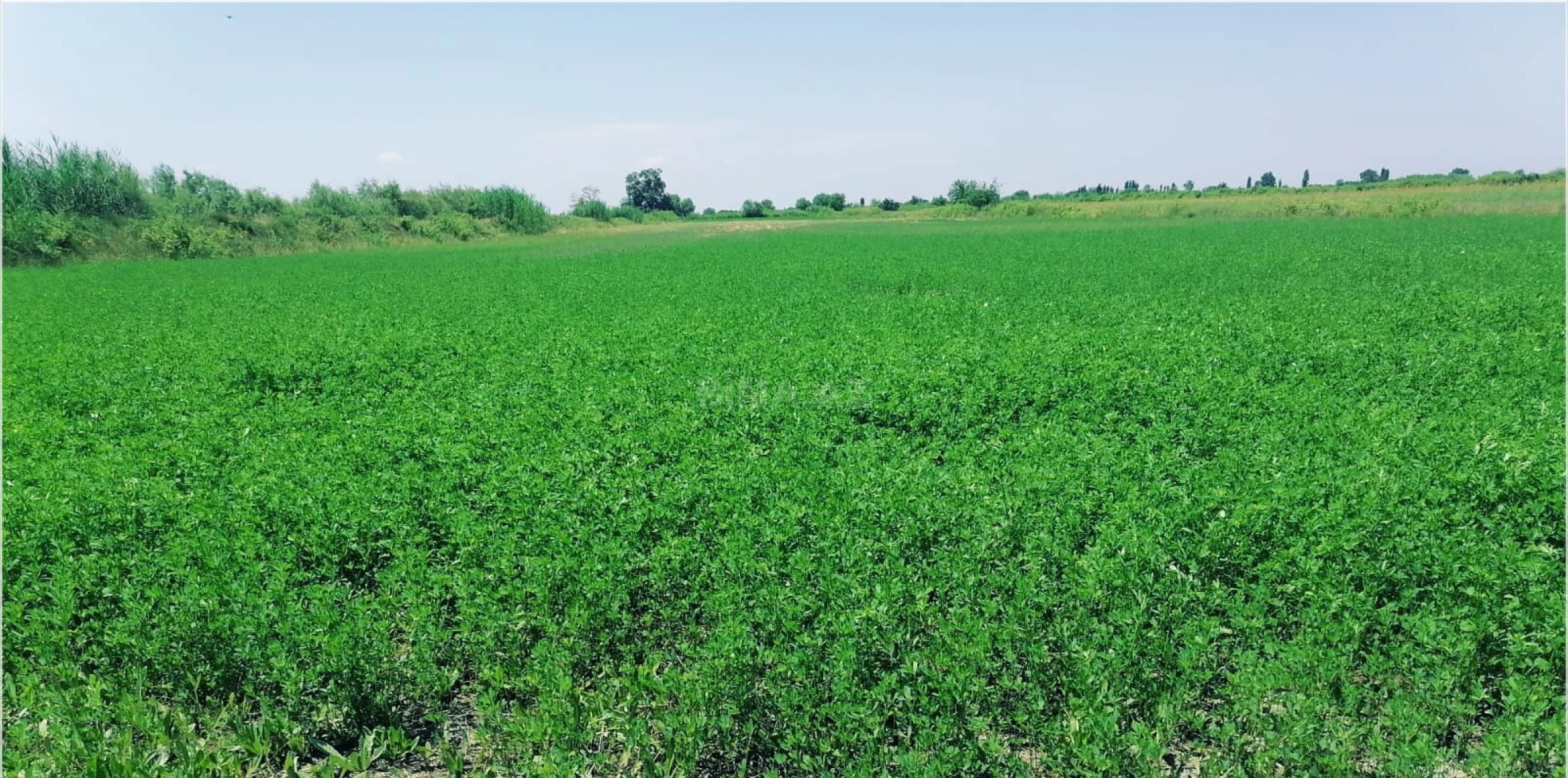Satılır torpaq sahəsi 200 m²