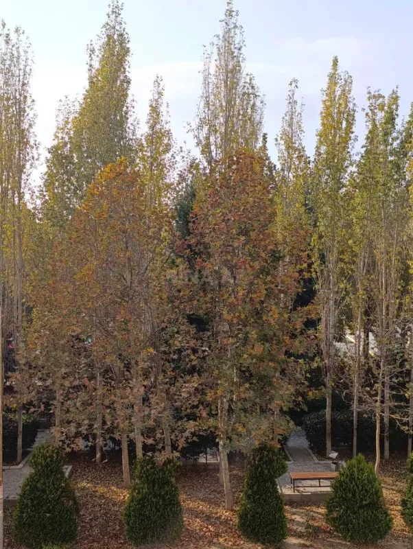 Satılır 3 otaqlı mənzil 76.2 m²