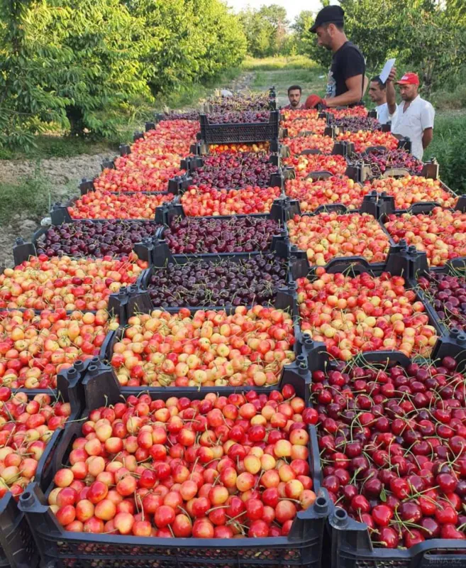 Satılır torpaq sahəsi 2000 m²