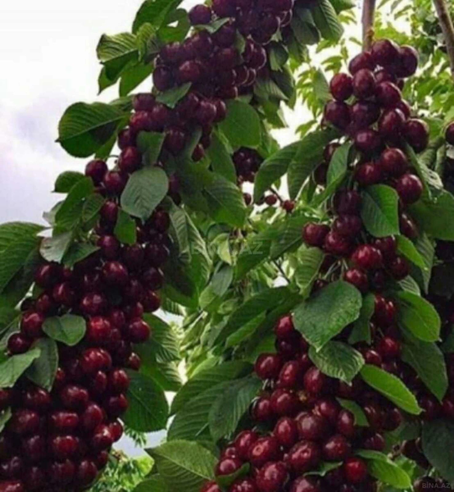 Satılır torpaq sahəsi 2000 m²