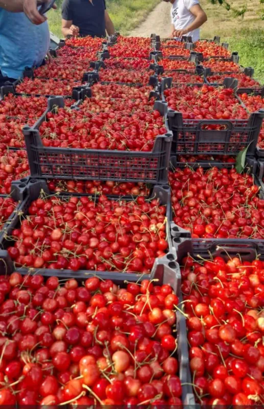 Satılır torpaq sahəsi 2000 m²