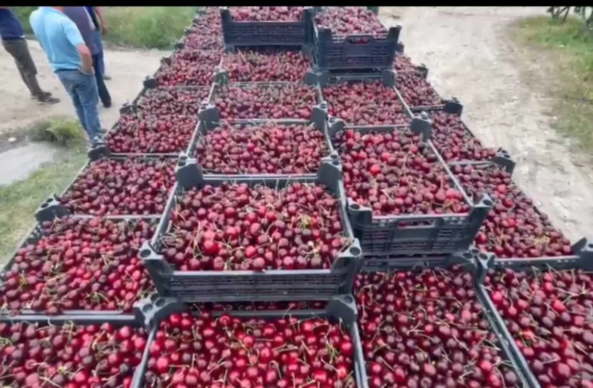 Satılır torpaq sahəsi 2000 m²