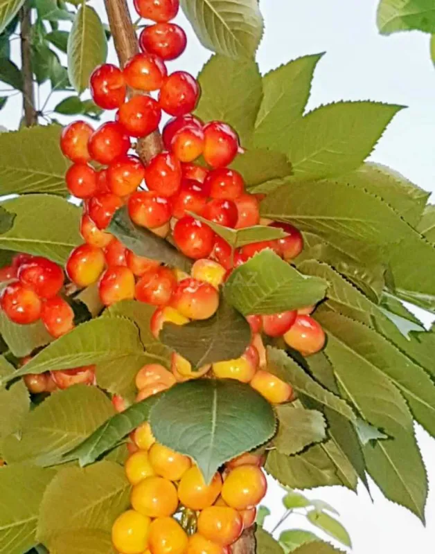 Satılır torpaq sahəsi 2000 m²