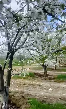 Satılır torpaq sahəsi 2000 m²