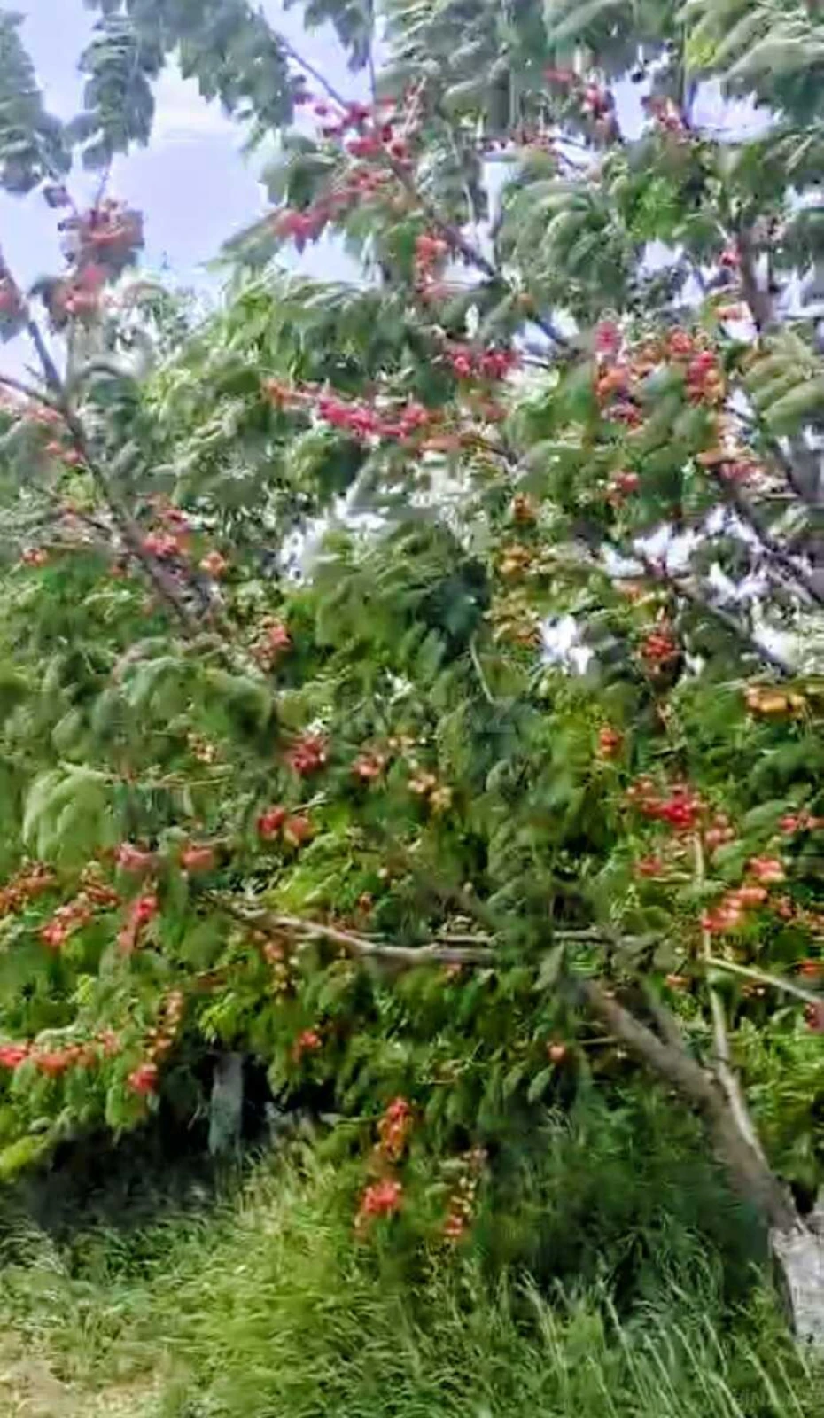 Satılır torpaq sahəsi 2000 m²