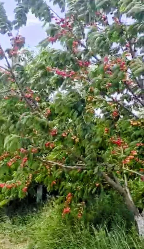 Satılır torpaq sahəsi 2000 m²