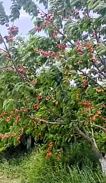 Satılır torpaq sahəsi 2000 m²