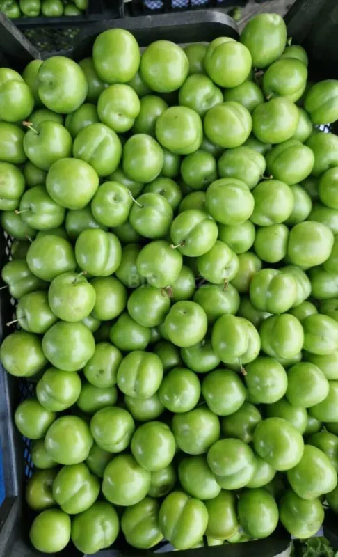 Satılır torpaq sahəsi 2000 m²