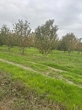 Satılır torpaq sahəsi 200 m² — Xaçmaz 200.00 m²