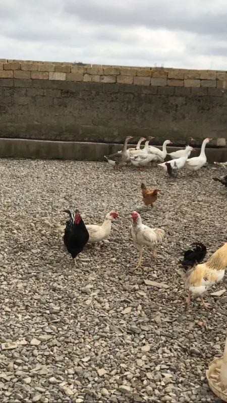 Satılır obyekt 600 m²