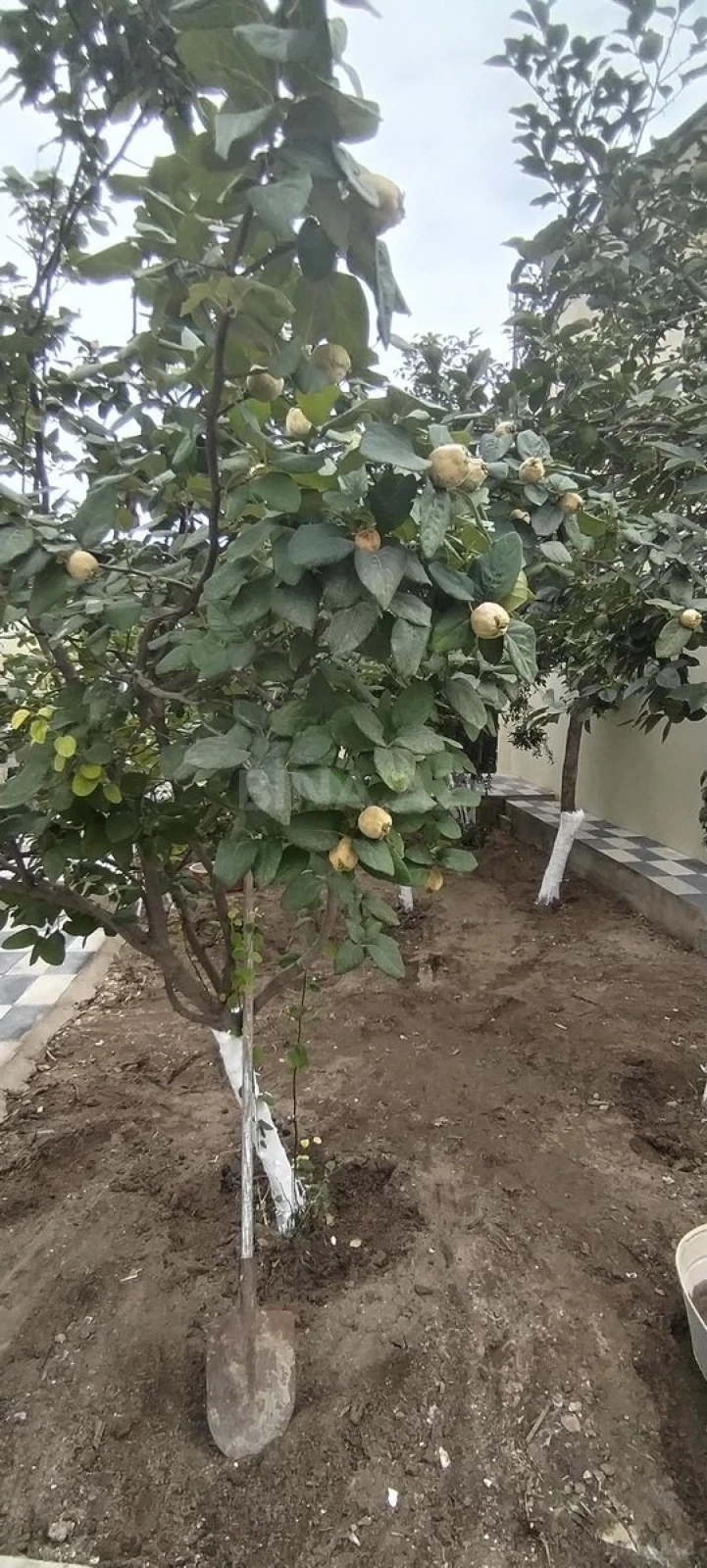 Satılır 2 otaqlı həyət evi 36 m²