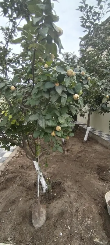 Satılır 2 otaqlı həyət evi 36 m²