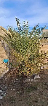 Satılır torpaq sahəsi 2 m²