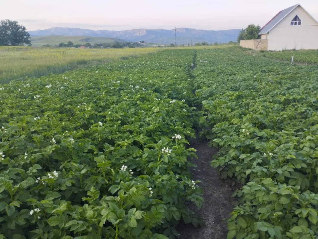 Satılır 2 otaqlı həyət evi 100 m²