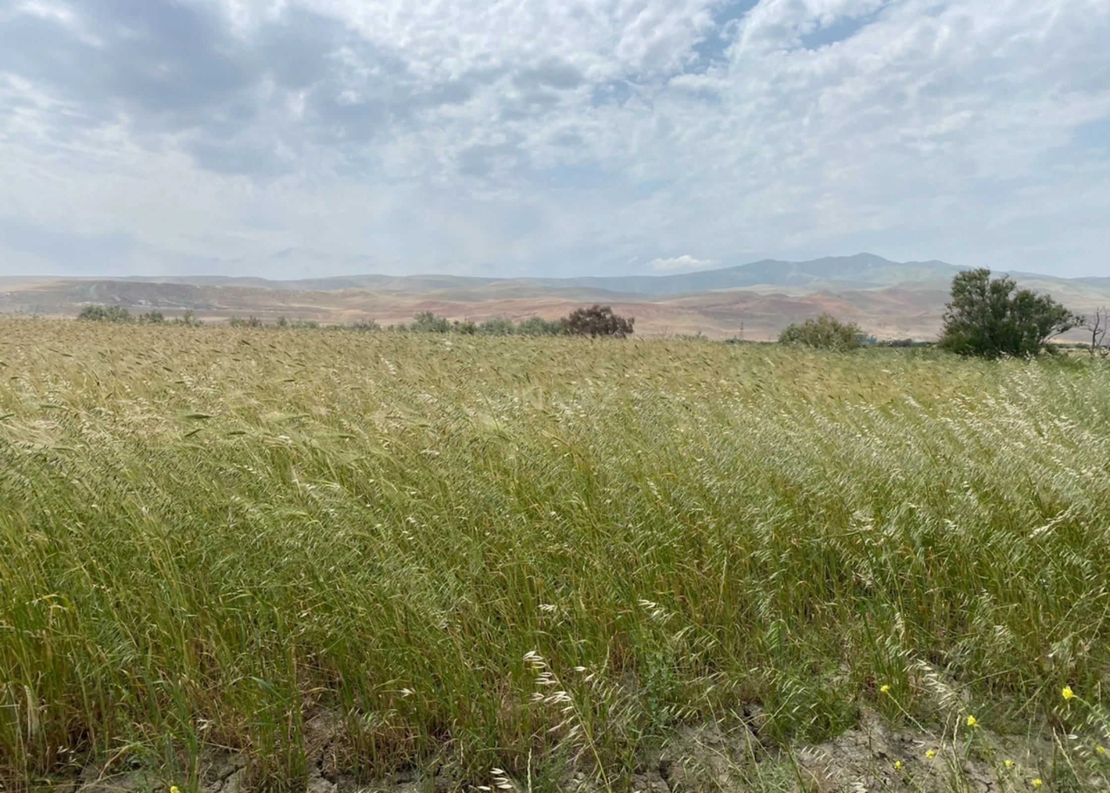 Satılır torpaq sahəsi 200 m²