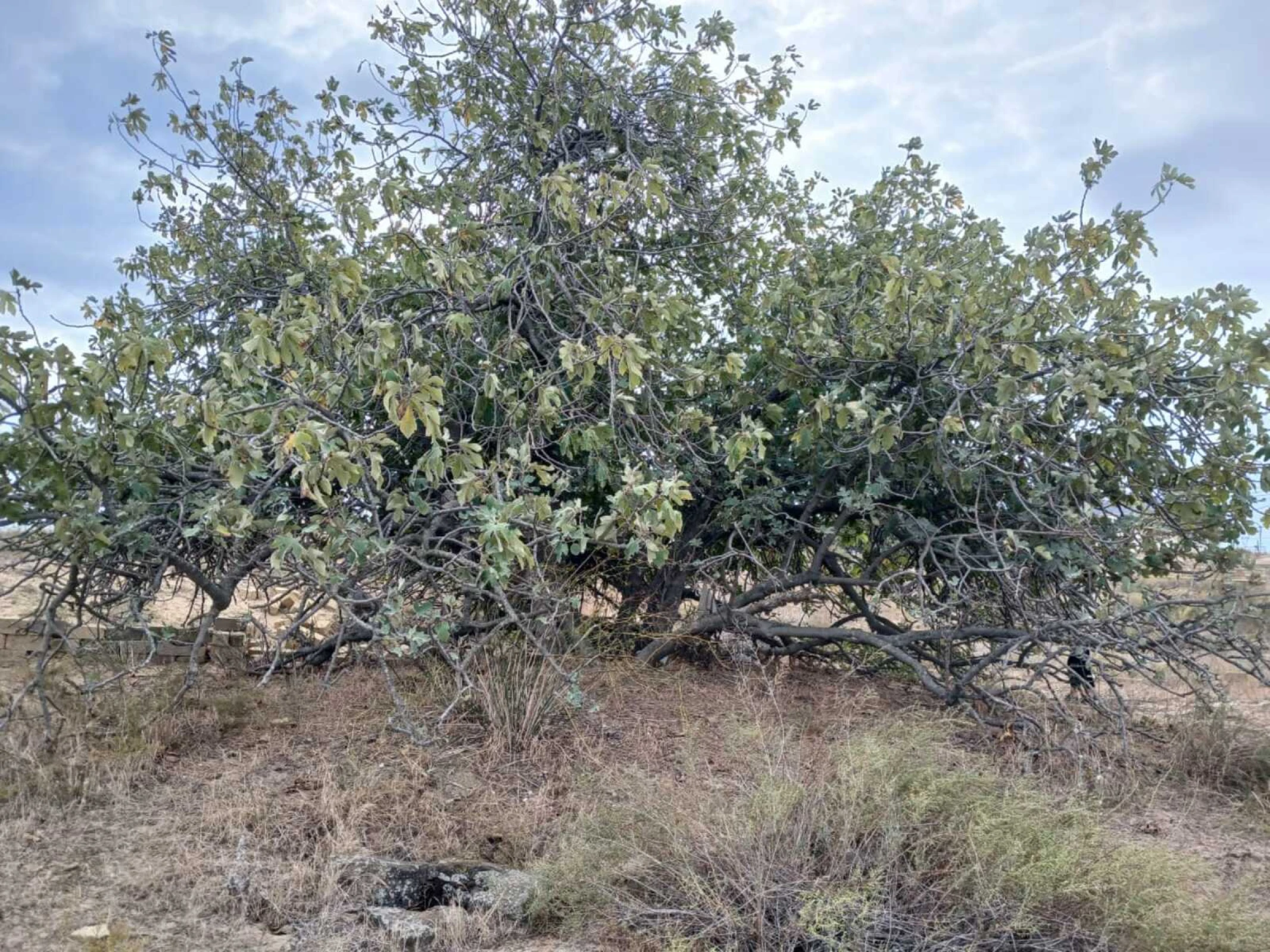 Satılır torpaq sahəsi 12 m²