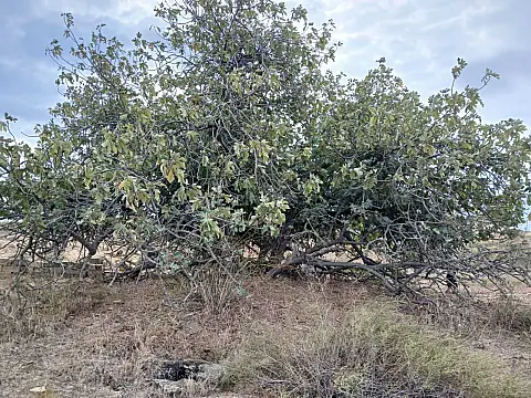 Satılır torpaq sahəsi 12 m²