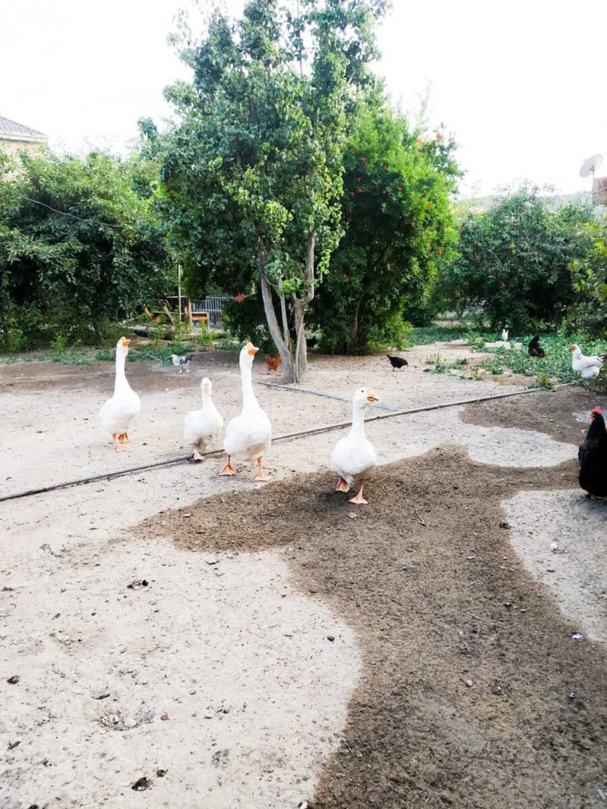 Satılır torpaq sahəsi 10 m²