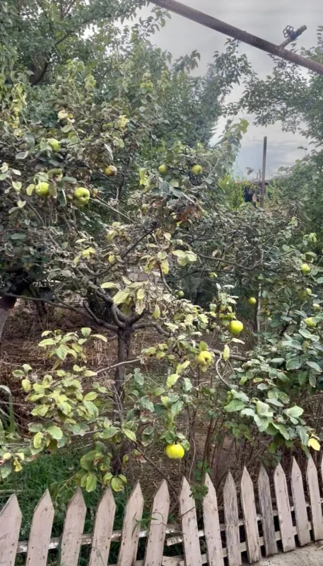 Satılır torpaq sahəsi 6 m²