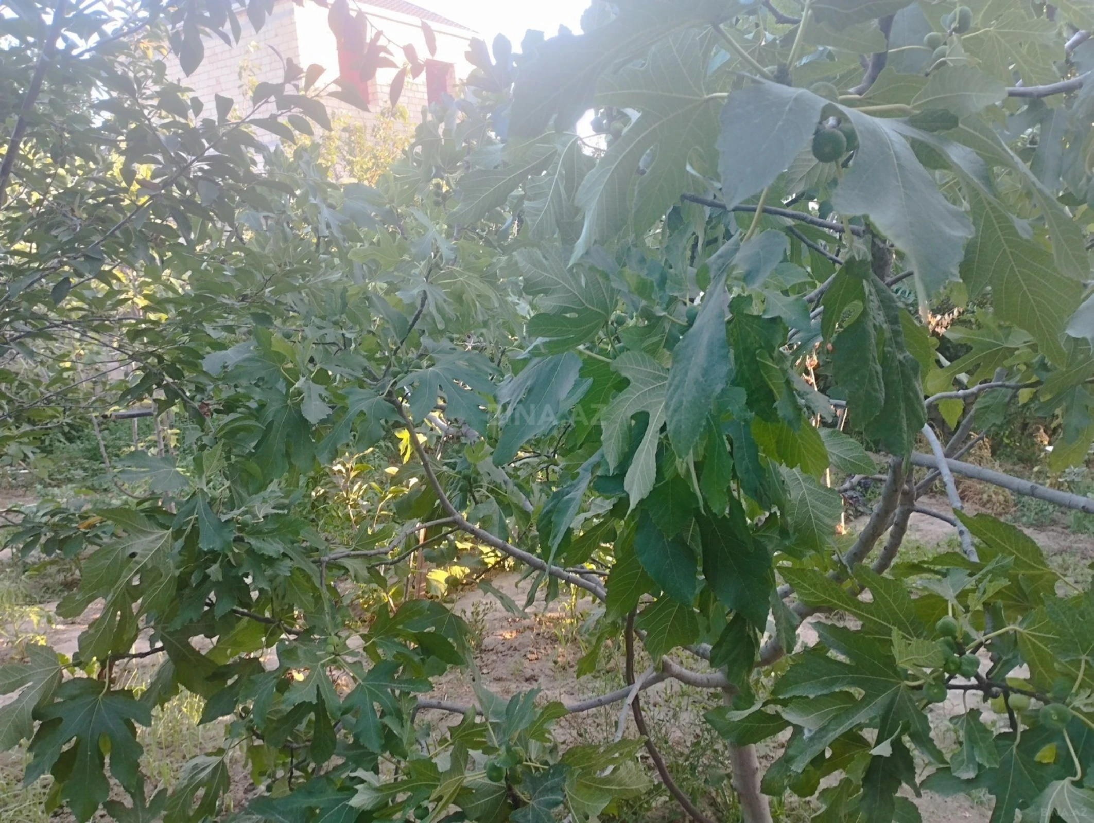 Satılır 6 otaqlı həyət evi 240 m²