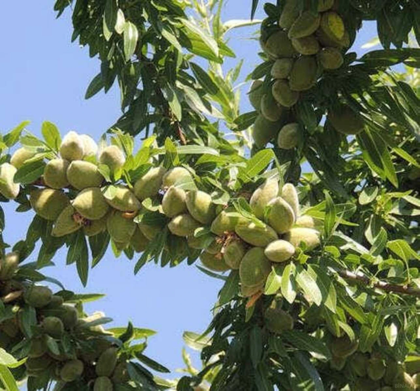 Satılır torpaq sahəsi 1300 m²