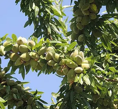 Satılır torpaq sahəsi 1300 m²