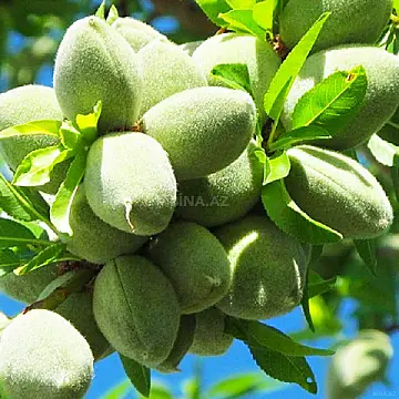 Satılır torpaq sahəsi 1300 m²