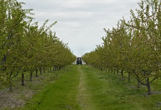 Satılır torpaq sahəsi 1300 m² — İsmayıllı 1300.00 m²