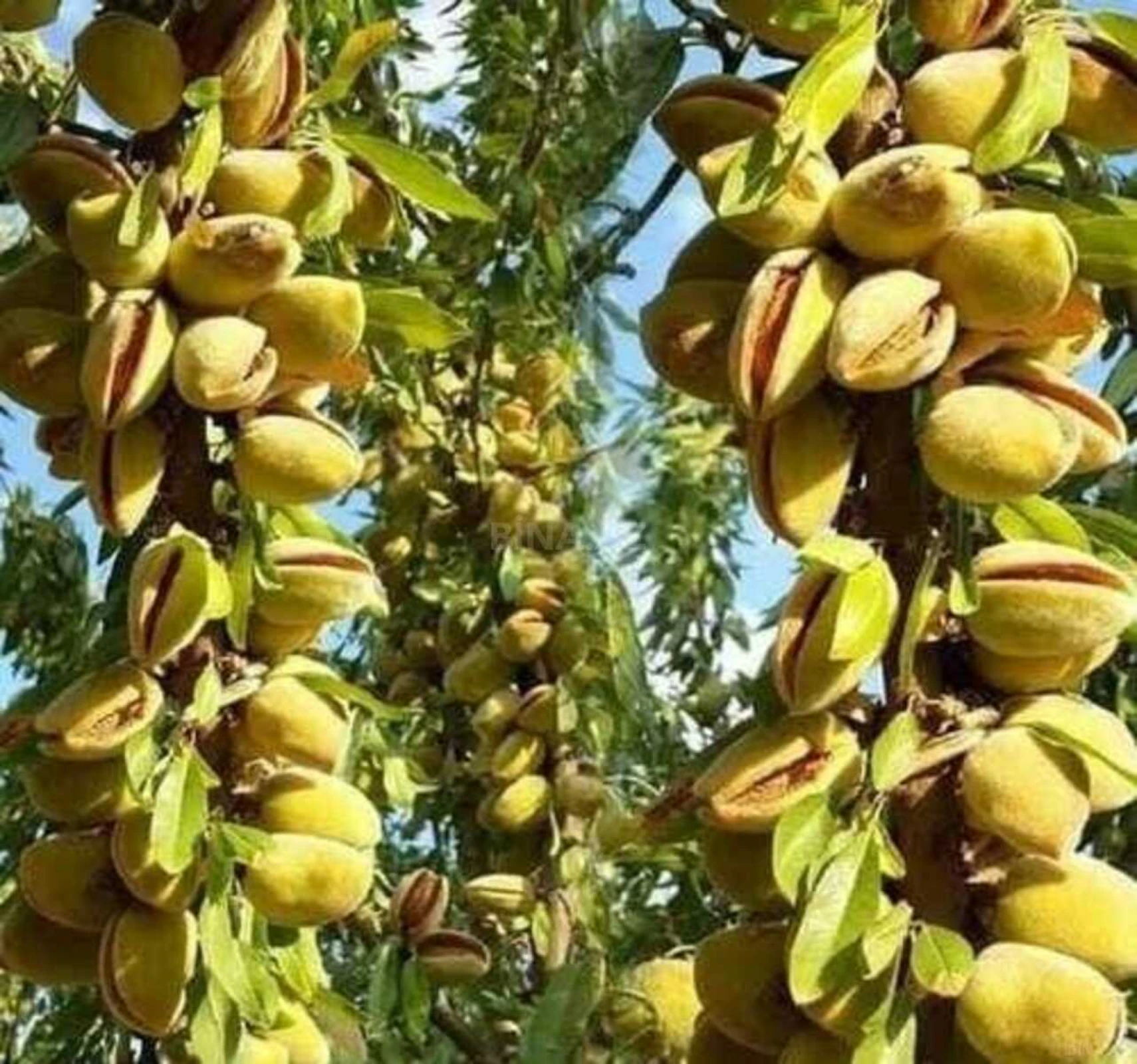 Satılır torpaq sahəsi 1300 m²