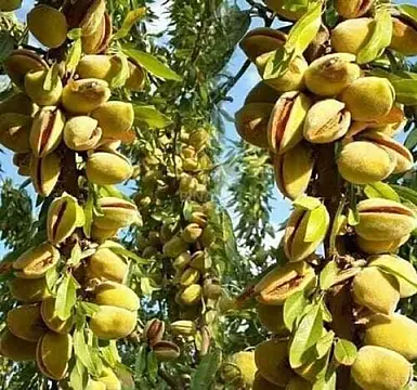 Satılır torpaq sahəsi 1300 m²