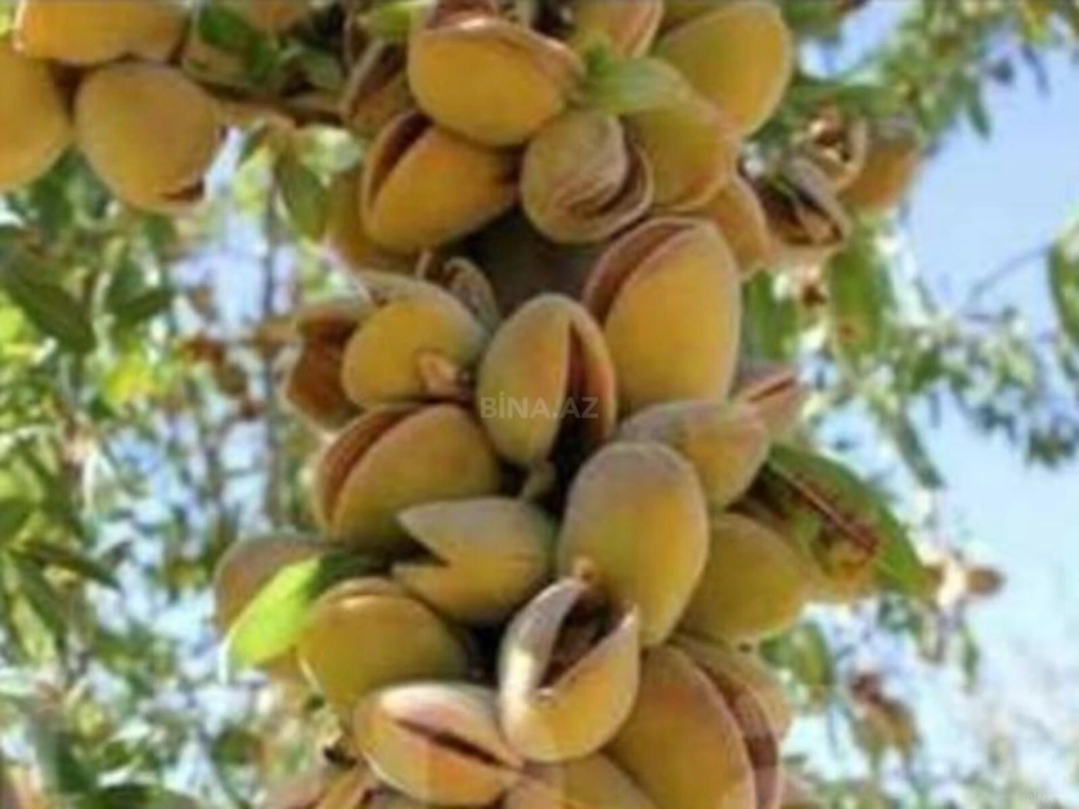 Satılır torpaq sahəsi 1300 m²