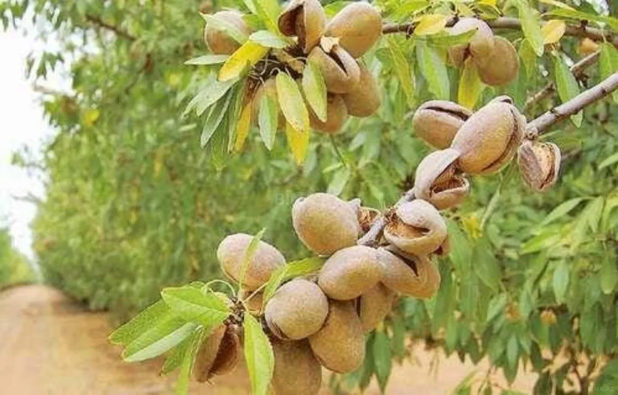 Satılır torpaq sahəsi 1300 m²