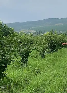 Satılır torpaq sahəsi 65 m² — Quba 65.00 m²