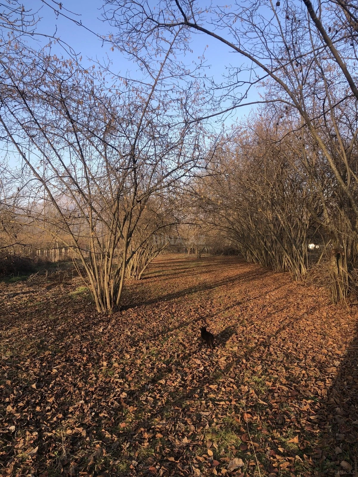 Satılır torpaq sahəsi 50 m²