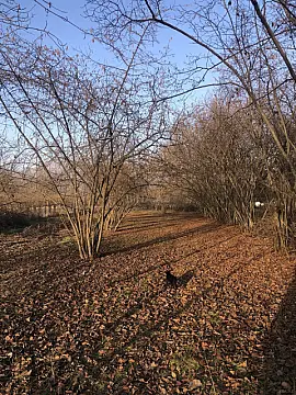 Satılır torpaq sahəsi 50 m²