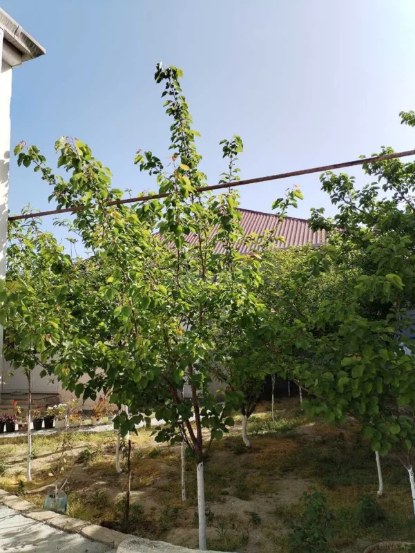 Satılır 5 otaqlı həyət evi 130 m²