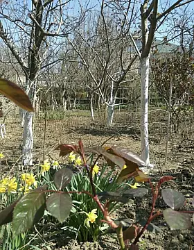 Satılır 3 otaqlı həyət evi 55 m²