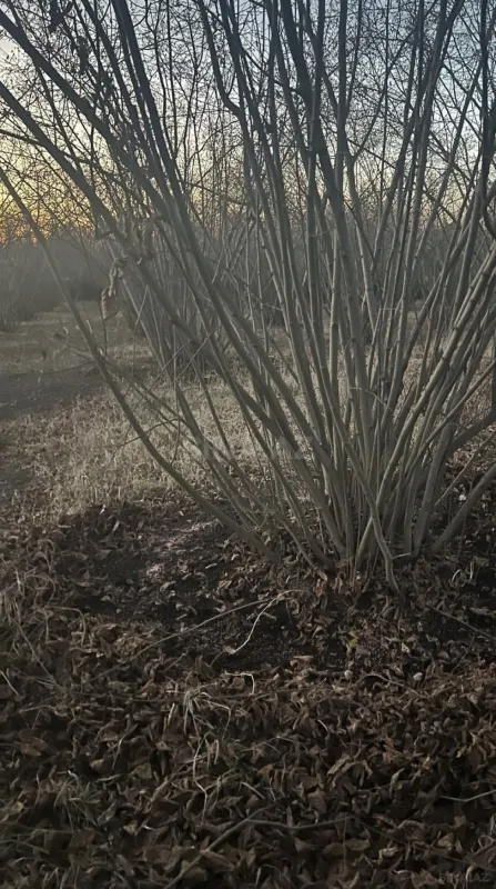 Satılır torpaq sahəsi 5.9 m²