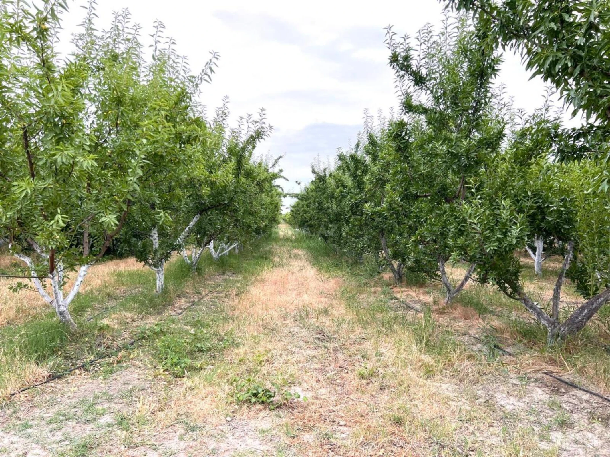 Satılır torpaq sahəsi 800 m²