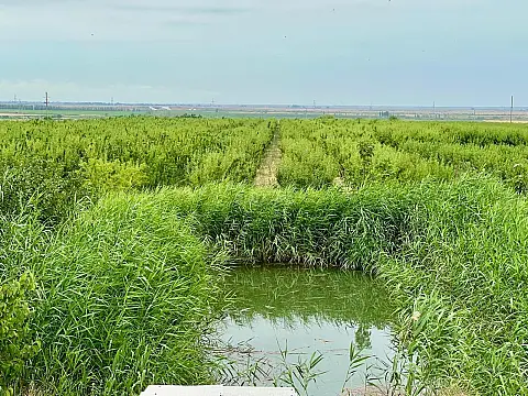 Satılır torpaq sahəsi 800 m²