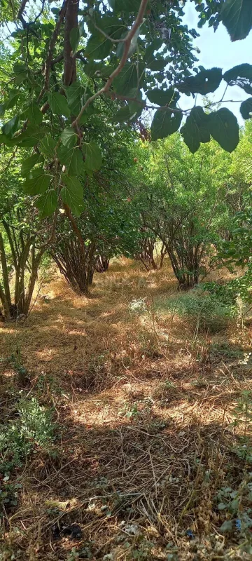 Satılır torpaq sahəsi 50 m²