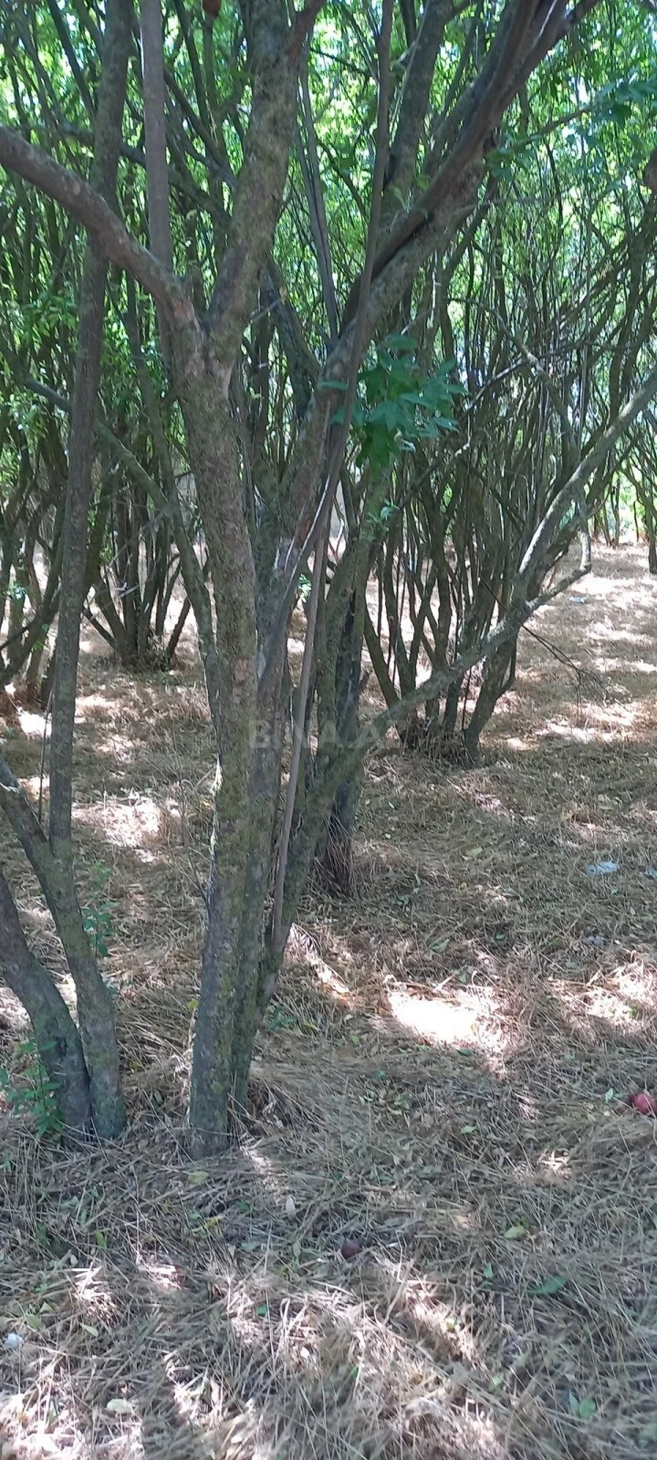 Satılır torpaq sahəsi 50 m²