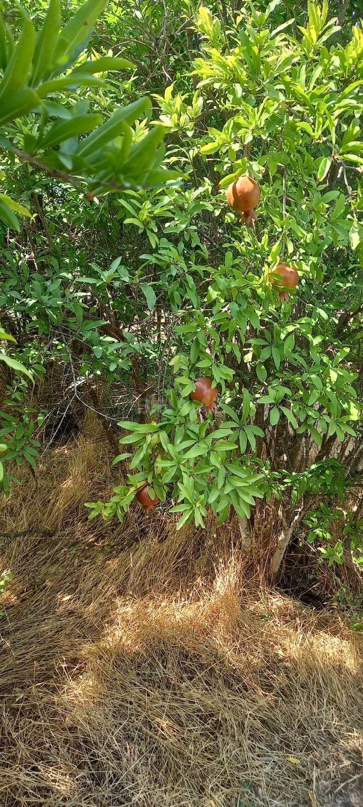 Satılır torpaq sahəsi 50 m²